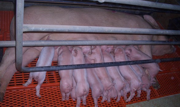 a group of pigs in a pen